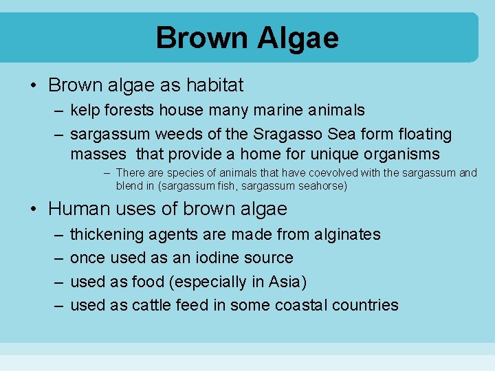 Brown Algae • Brown algae as habitat – kelp forests house many marine animals