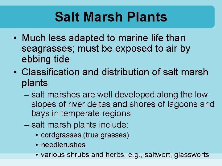 Salt Marsh Plants • Much less adapted to marine life than seagrasses; must be