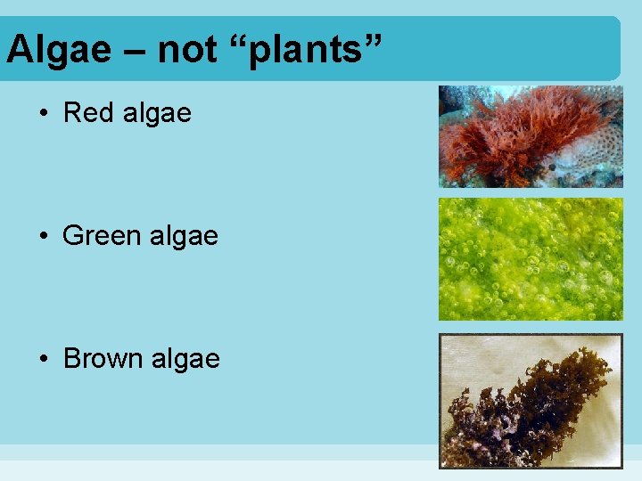Algae – not “plants” • Red algae • Green algae • Brown algae 