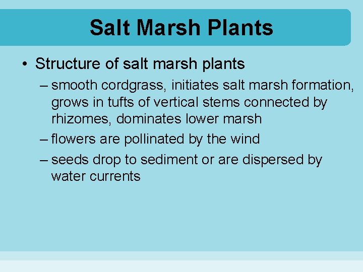 Salt Marsh Plants • Structure of salt marsh plants – smooth cordgrass, initiates salt