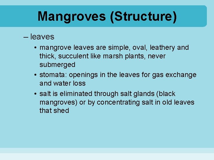 Mangroves (Structure) – leaves • mangrove leaves are simple, oval, leathery and thick, succulent