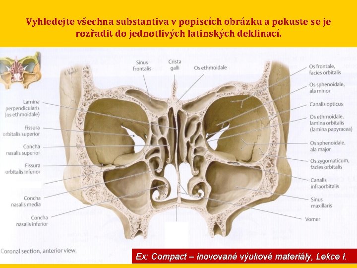 Vyhledejte všechna substantiva v popiscích obrázku a pokuste se je rozřadit do jednotlivých latinských