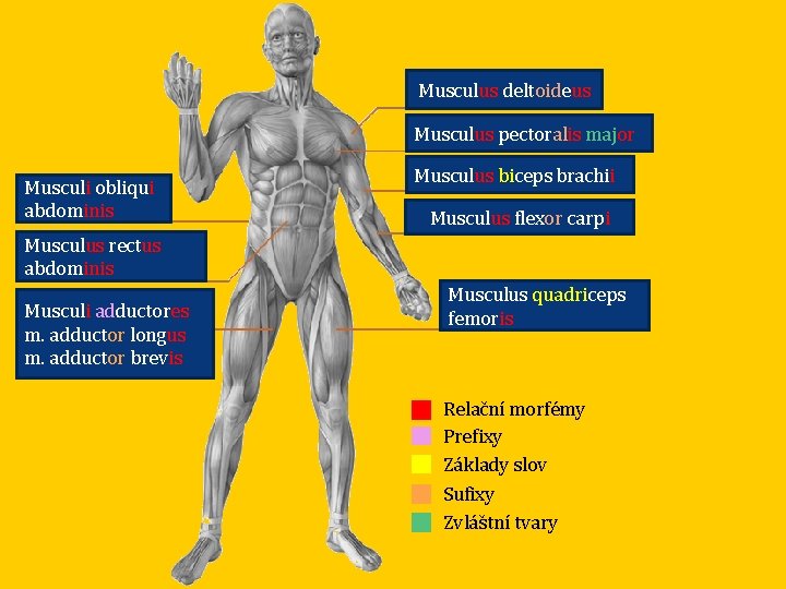 Musculus deltoideus Musculus pectoralis major Musculi obliqui abdominis Musculus biceps brachii Musculus flexor carpi