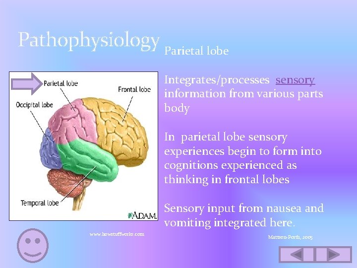 Pathophysiology Parietal lobe Integrates/processes sensory information from various parts body In parietal lobe sensory