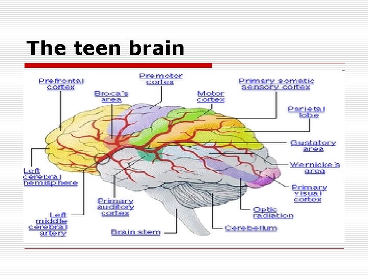 The teen brain 