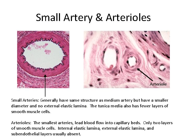 Small Artery & Arterioles Arteriole Small Arteries: Generally have same structure as medium artery