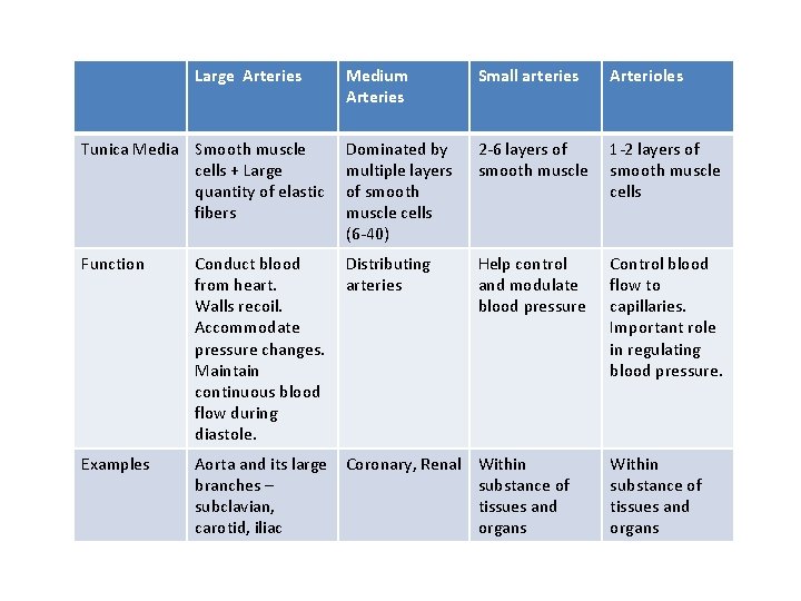 Large Arteries Medium Arteries Small arteries Arterioles Tunica Media Smooth muscle cells + Large