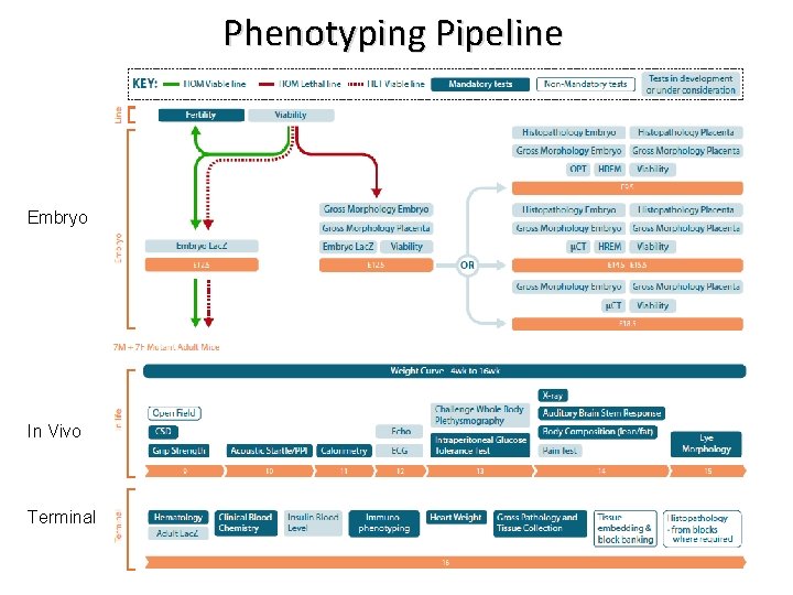 Phenotyping Pipeline Embryo In Vivo Terminal 