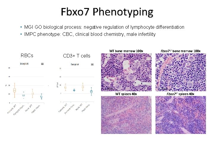Fbxo 7 Phenotyping • MGI GO biological process: negative regulation of lymphocyte differentiation •