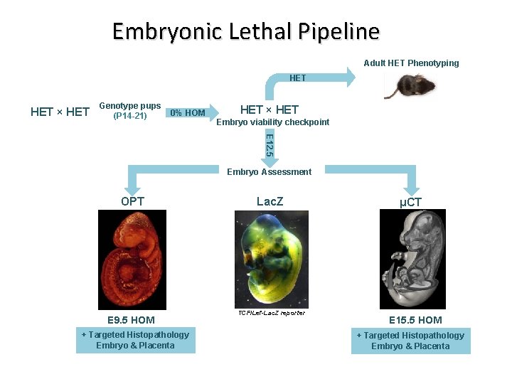 Embryonic Lethal Pipeline Adult HET Phenotyping HET × HET Genotype pups (P 14 -21)
