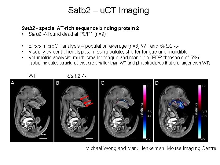 Satb 2 – u. CT Imaging Satb 2 - special AT-rich sequence binding protein