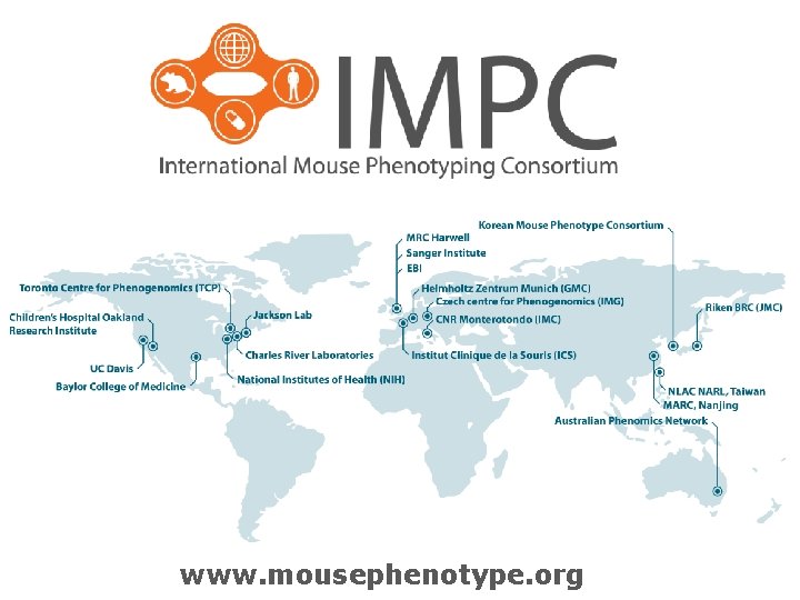 www. mousephenotype. org 