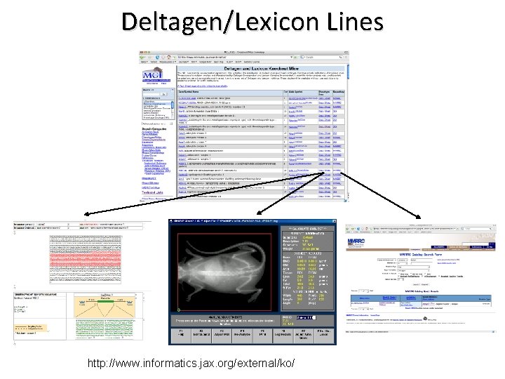 Deltagen/Lexicon Lines http: //www. informatics. jax. org/external/ko/ 