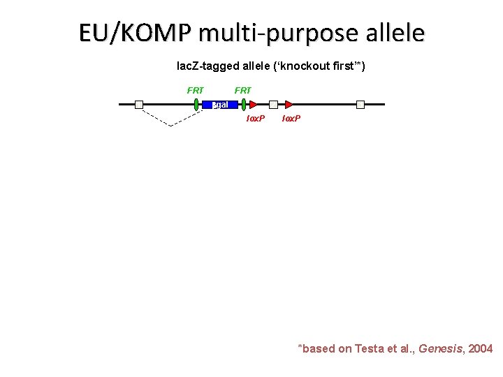 EU/KOMP multi-purpose allele lac. Z-tagged allele (‘knockout first’*) FRT 1 FRT bgal 2 lox.