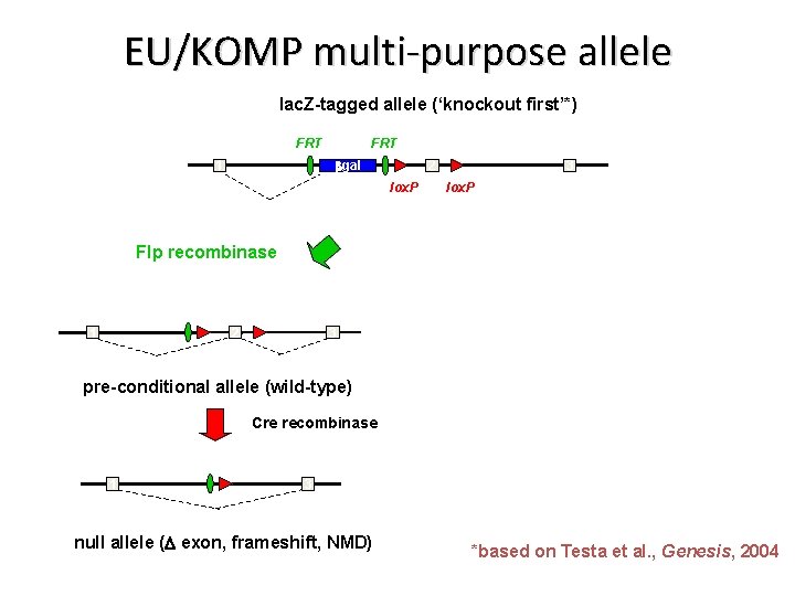 EU/KOMP multi-purpose allele lac. Z-tagged allele (‘knockout first’*) FRT bgal 1 2 lox. P