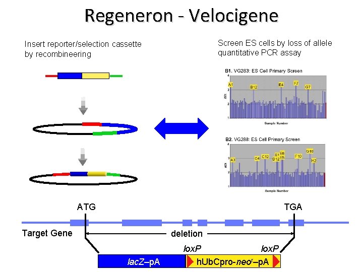 Regeneron - Velocigene Screen ES cells by loss of allele quantitative PCR assay Insert