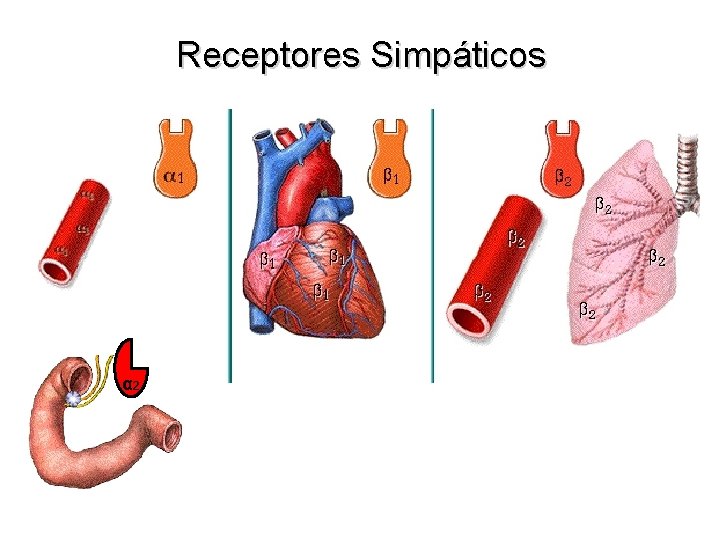 Receptores Simpáticos α 2 