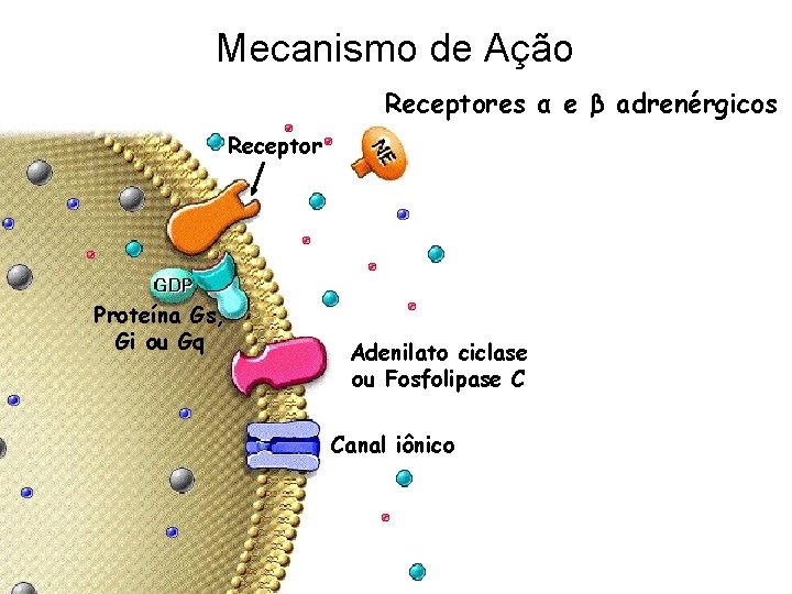 Mecanismo de Ação Receptores α e β adrenérgicos Receptor Proteína Gs, Gi ou Gq