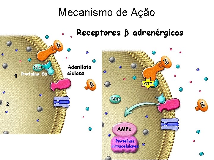Mecanismo de Ação Receptores β adrenérgicos 1 Proteína Gs Adenilato ciclase 2 AMPc Proteínas