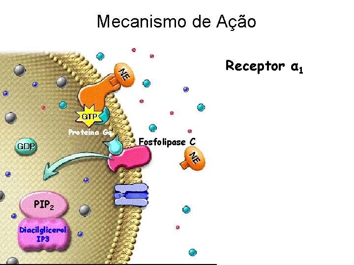 Mecanismo de Ação Receptor α 1 Proteína Gq PIP 2 Diacilglicerol IP 3 Fosfolipase