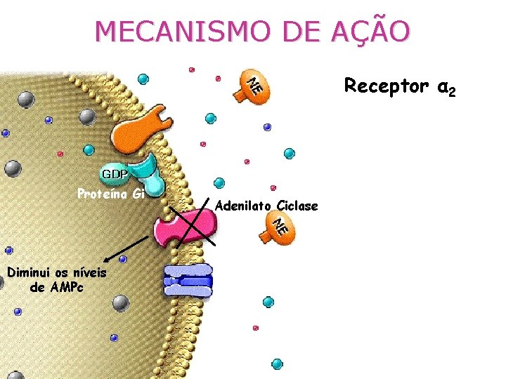 MECANISMO DE AÇÃO Receptor α 2 Proteína Gi Diminui os níveis de AMPc Adenilato