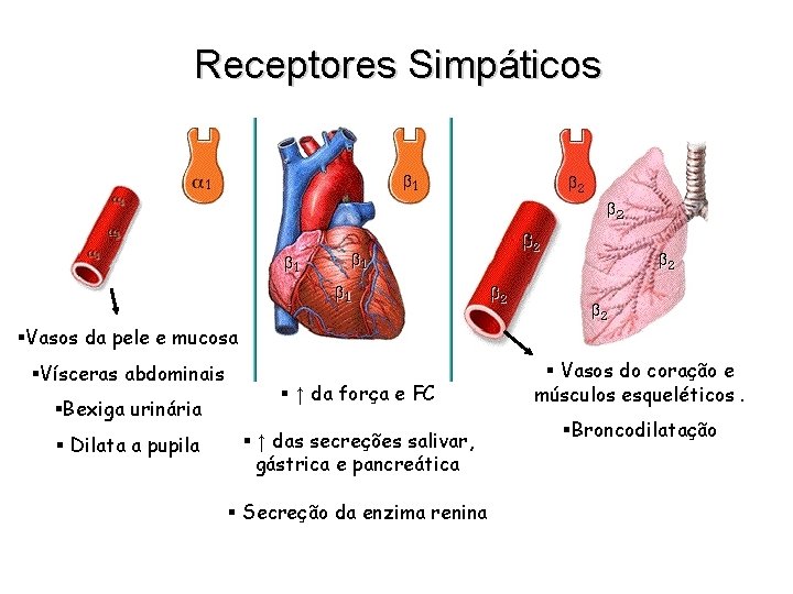 Receptores Simpáticos §Vasos da pele e mucosa §Vísceras abdominais §Bexiga urinária § Dilata a