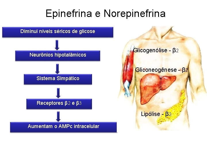Epinefrina e Norepinefrina Diminui níveis séricos de glicose Neurônios hipotalâmicos Glicogenólise - β 2