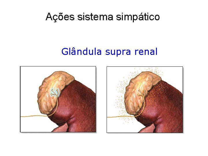 Ações sistema simpático Glândula supra renal 
