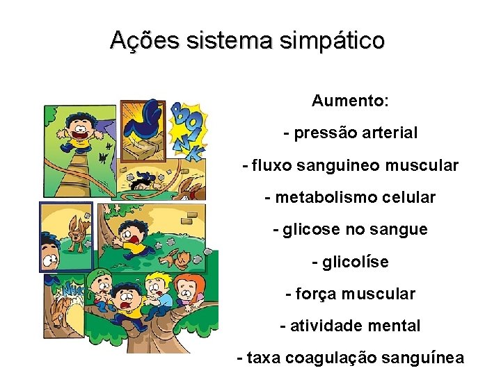 Ações sistema simpático Aumento: - pressão arterial - fluxo sanguineo muscular - metabolismo celular