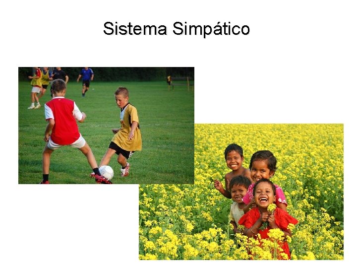 Sistema Simpático 