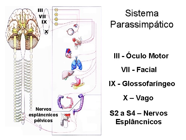 III VII IX X Sistema Parassimpático III - Óculo Motor VII - Facial IX