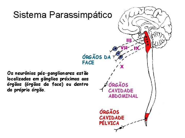 Sistema Parassimpático ÓRGÃOS CABEÇA III VII IX ÓRGÃOS DA FACE Os neurônios pós-ganglionares estão