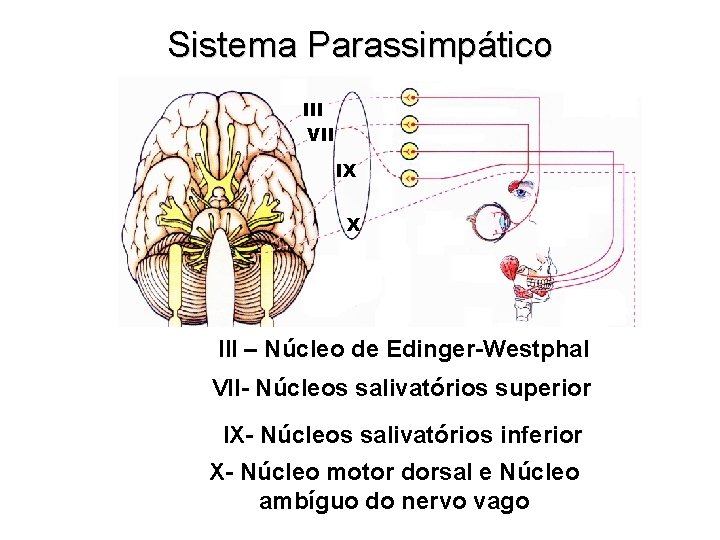 Sistema Parassimpático III VII IX X III – Núcleo de Edinger-Westphal VII- Núcleos salivatórios