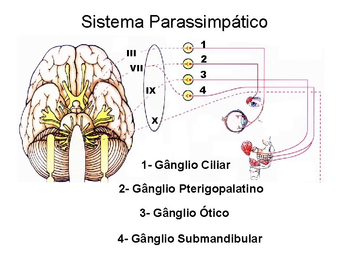 Sistema Parassimpático 1 2 III VII 3 IX 4 X 1 - Gânglio Ciliar