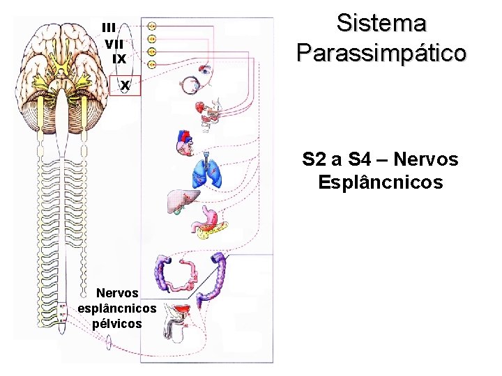III VII IX Sistema Parassimpático X S 2 a S 4 – Nervos Esplâncnicos