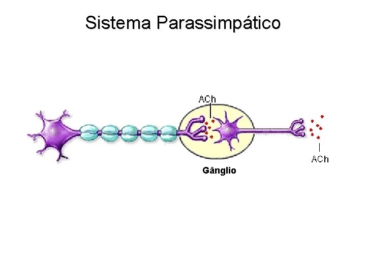 Sistema Parassimpático Gânglio 