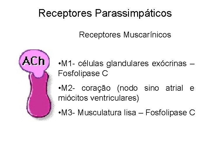 Receptores Parassimpáticos Receptores Muscarínicos • M 1 - células glandulares exócrinas – Fosfolipase C