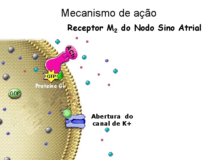 Mecanismo de ação Receptor M 2 do Nodo Sino Atrial h AC Proteína Gi