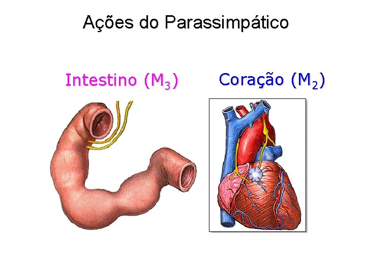 Ações do Parassimpático Intestino (M 3) Coração (M 2) 