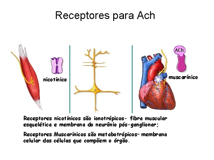 Receptores para Ach nicotínico Receptores nicotínicos são ionotrópicos- fibra muscular esquelética e membrana do