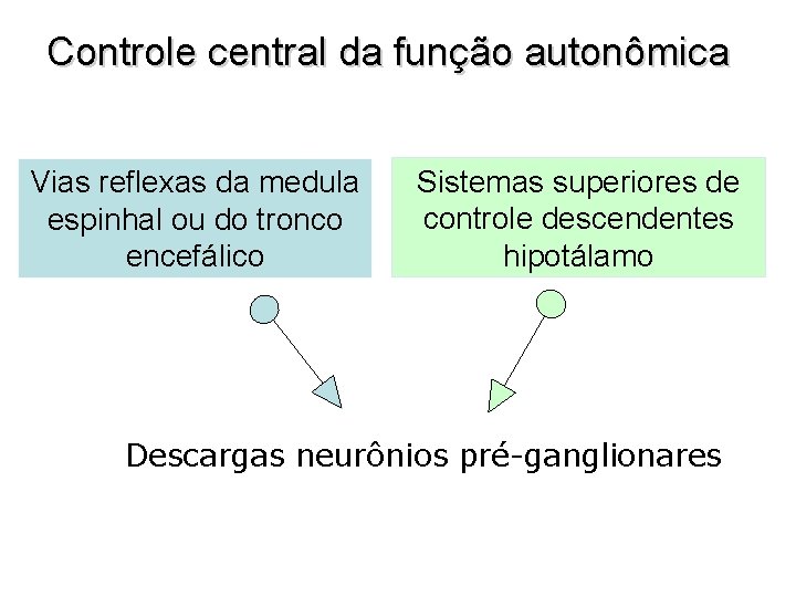 Controle central da função autonômica Vias reflexas da medula espinhal ou do tronco encefálico