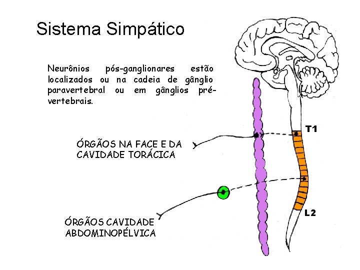 Sistema Simpático Neurônios pós-ganglionares estão localizados ou na cadeia de gânglio paravertebral ou em