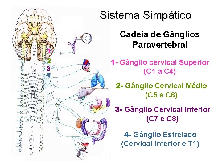 Sistema Simpático 1 2 3 4 Cadeia de Gânglios Paravertebral 1 - Gânglio cervical