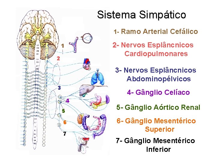 Sistema Simpático 1 - Ramo Arterial Cefálico 2 - Nervos Esplâncnicos Cardiopulmonares 1 2