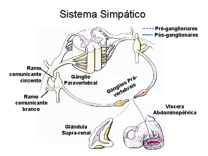 Sistema Simpático Pré-ganglionares Pós-ganglionares Ramo comunicante cinzento Gânglio Paravertebral Ramo comunicante branco réP os
