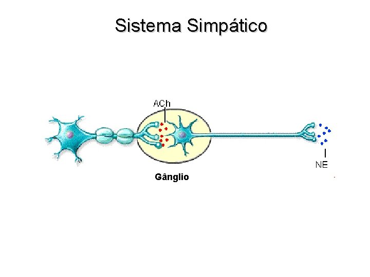 Sistema Simpático Gânglio 