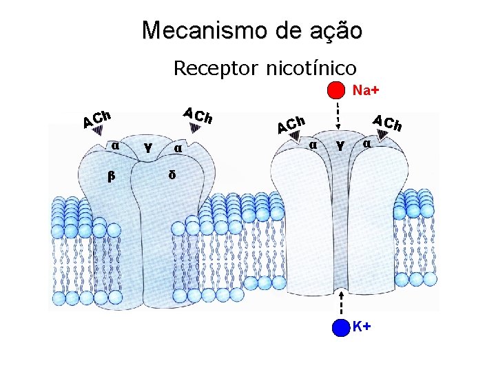 Mecanismo de ação Receptor nicotínico Na+ ACh h AC α β γ α h