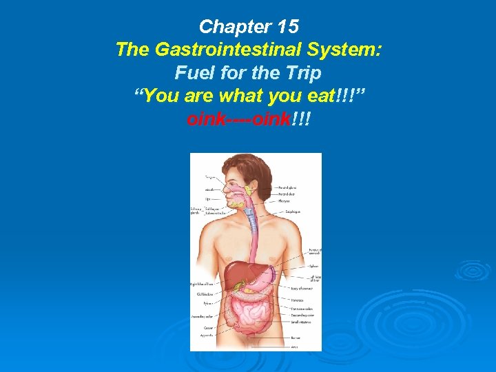 Chapter 15 The Gastrointestinal System: Fuel for the Trip “You are what you eat!!!”