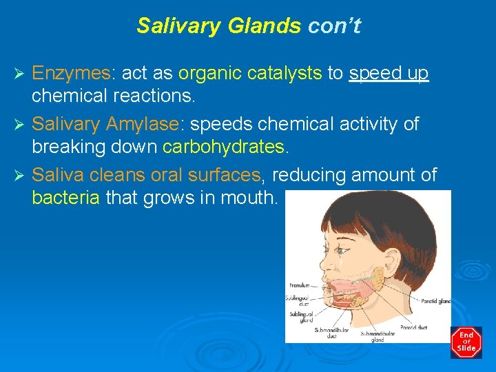 Salivary Glands con’t Enzymes: act as organic catalysts to speed up chemical reactions. Ø