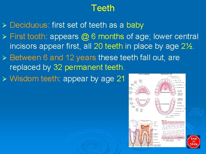 Teeth Deciduous: first set of teeth as a baby Ø First tooth: appears @